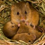Dreaming of a mouse nest photo