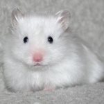 dream white hamster