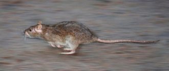 сонник крыса убегает