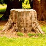 Dream interpretation tree stump