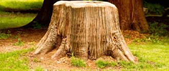 Dream interpretation tree stump