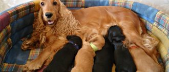 Dream interpretation dog gave birth to puppies