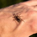 Сонник укус паука