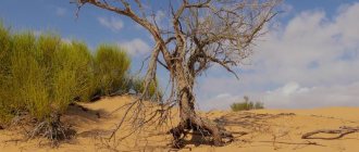 dry tree in a dream