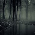 Темная вода в лесу