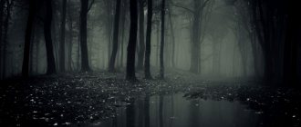Dark water in the forest