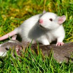 Толкование сна с участием белой мыши по сонникам