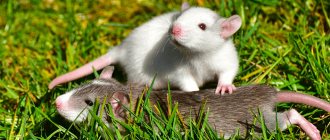 Толкование сна с участием белой мыши по сонникам