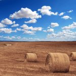 Interpretations of dreams about hay