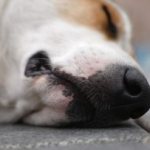 Убить собаку во сне: что это значит для женщины, девушки, беременной, мужчины – толкование по сонникам