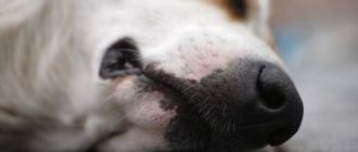 Убить собаку во сне: что это значит для женщины, девушки, беременной, мужчины – толкование по сонникам