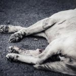 A snow-white dog is dying,