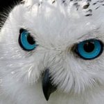 see a white owl in a dream