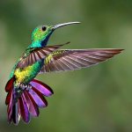 Bright colors of hummingbirds