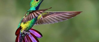 Яркая окраска колибри