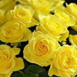 yellow roses in a dream