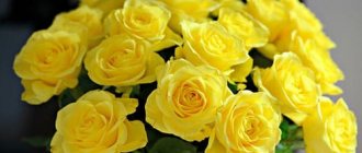 yellow roses in a dream